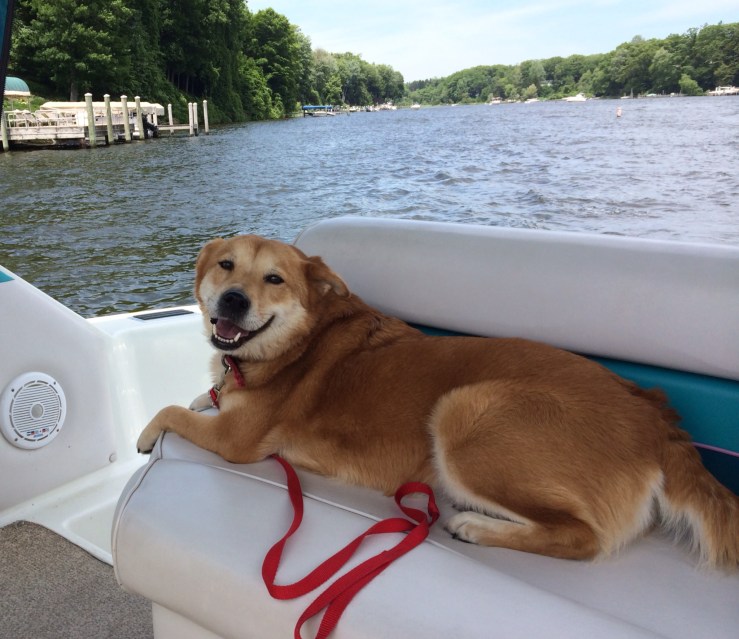 Boat dog