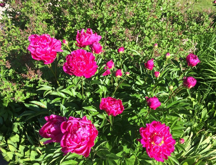 peonies1