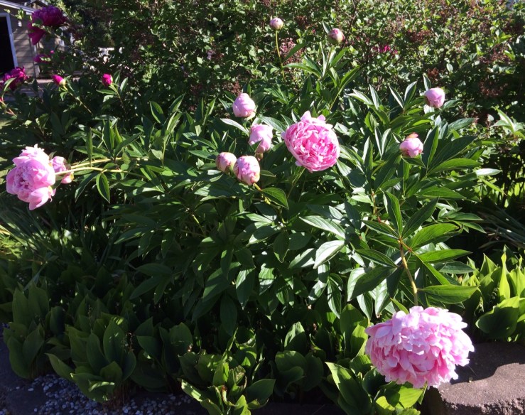 Peonies2