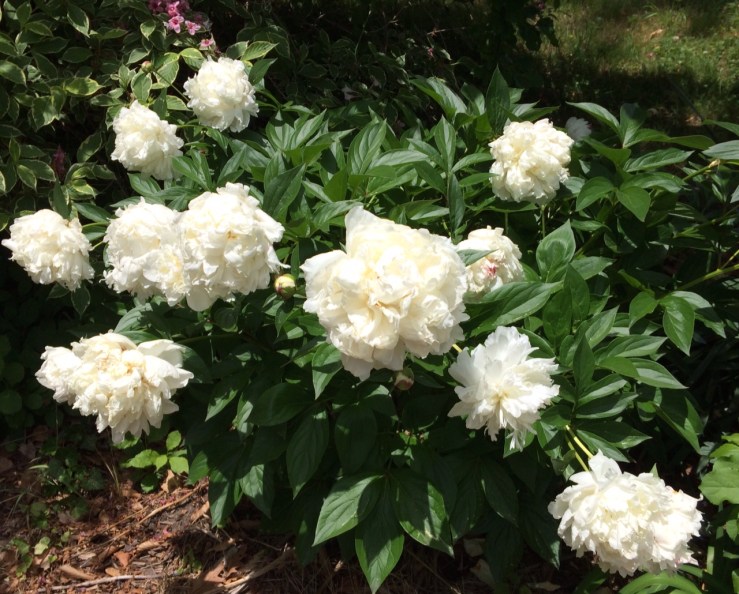 peonies3